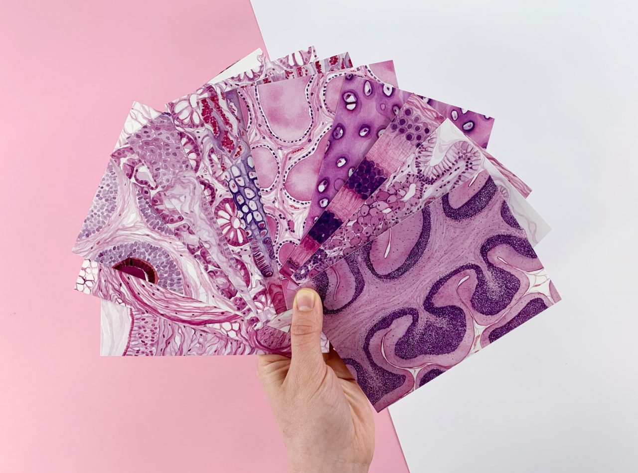 Pretty in Pink, Histology Postcard Set (12 cards) LamellipodiumArt