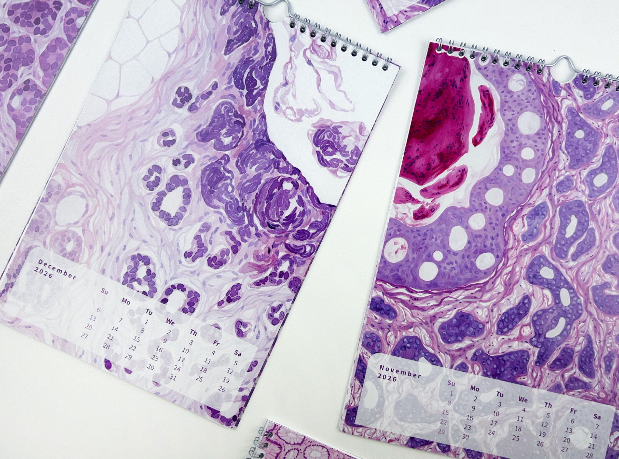 2026 Microscopic Watercolor Art Calendar, Classic Design - Image 5