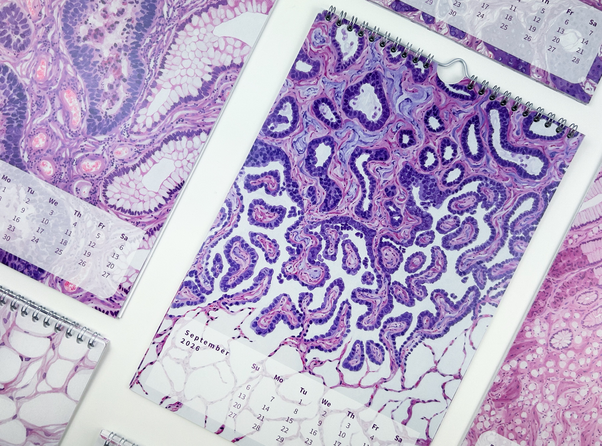 2026 Microscopic Watercolor Art Calendar, Classic Design - Image 4