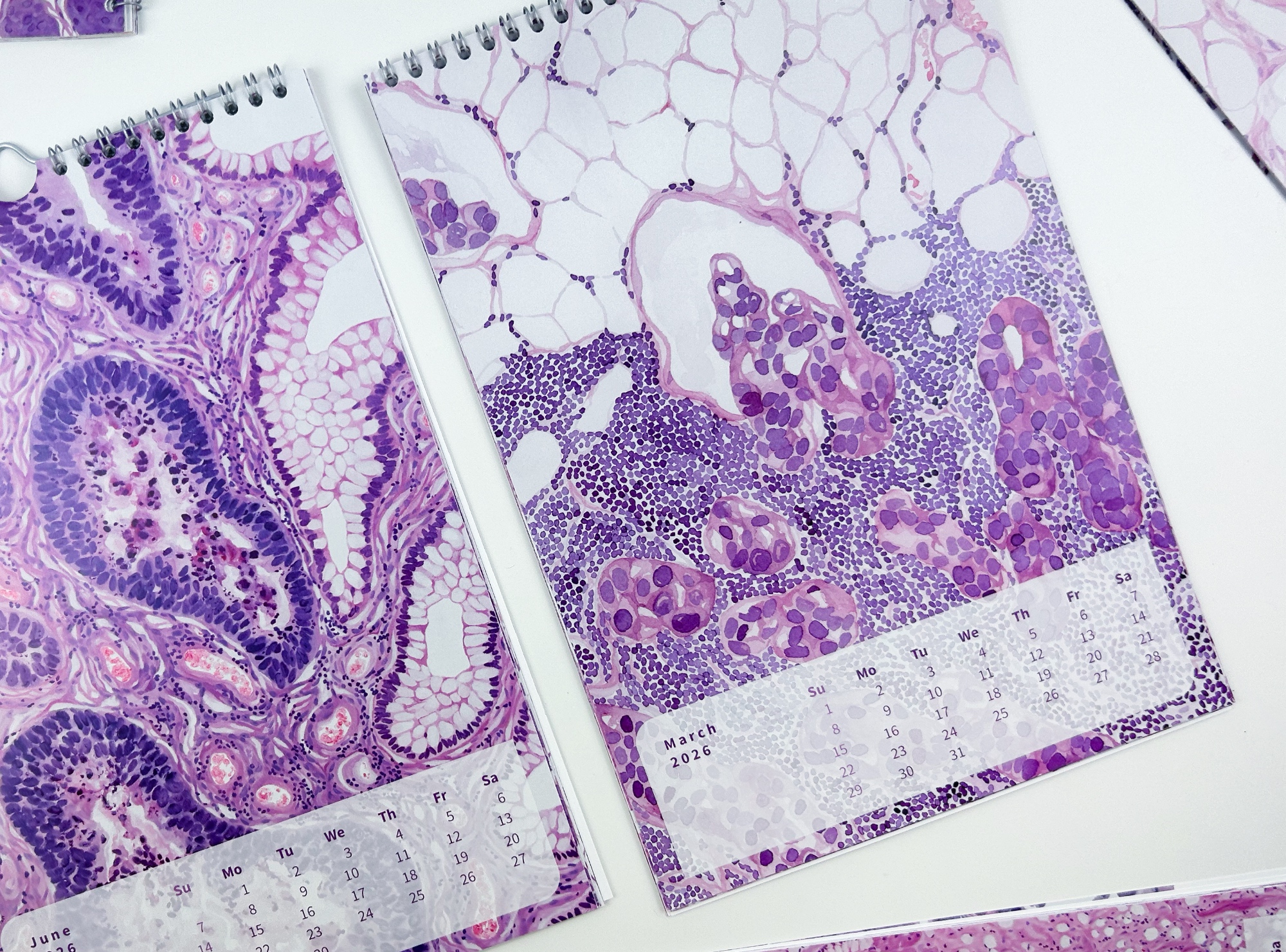 2026 Microscopic Watercolor Art Calendar, Classic Design - Image 3