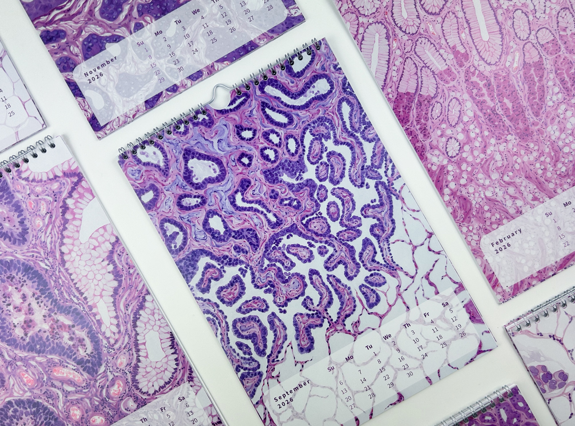 2026 Microscopic Watercolor Art Calendar, Classic Design - Image 2